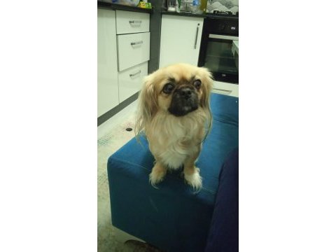 Dişi köpeğimiz 3.5 yaşında kızımız