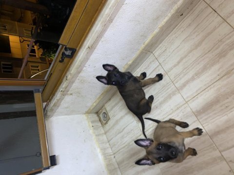 Kalite yavru malinois arayanlara dişi