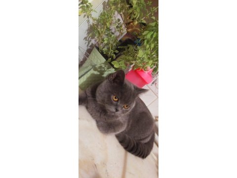 British shorthair ücretli sahiplendirilecektir