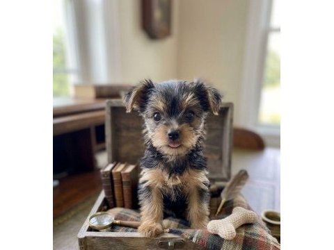 Evinizin maskotu olacak mükemmel dost köpeğimiz