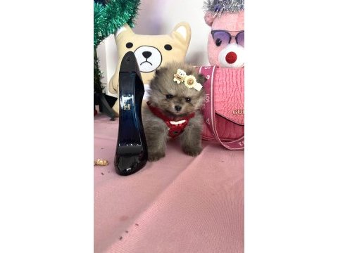 Miniboy teddy bear pomeranian boo yavrular