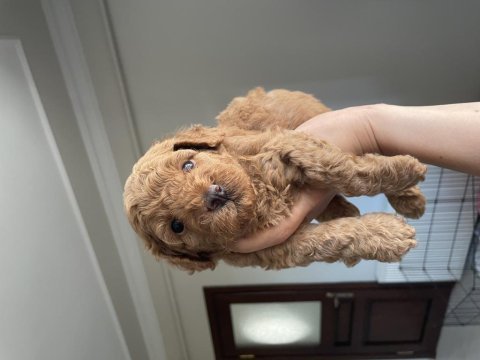 1 aylık poodle köpeklerim