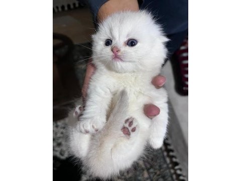 Scottish fold silver point yavrular