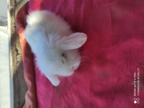 Mavi gözlü teddy lop tavşanı