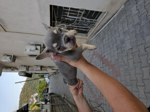 Premium kalite french bulldog yavruları