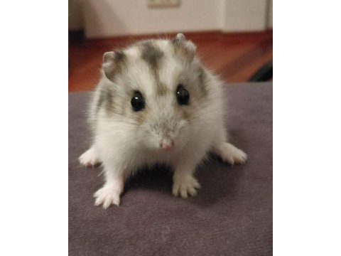 Yavru hamster bebekler