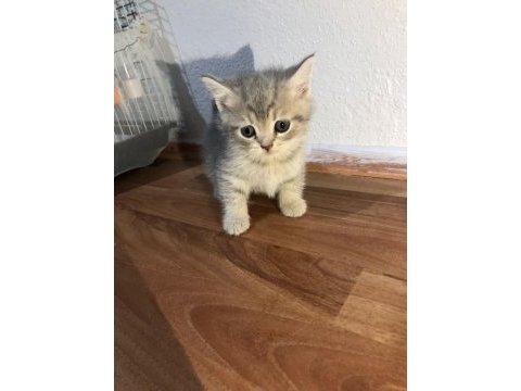 Anne scottish fold baba british shorthair
