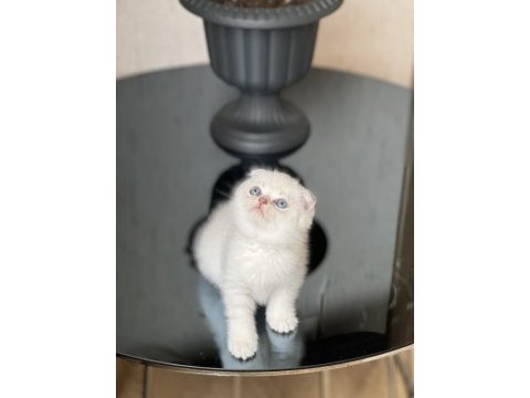 Top kafa oyuncu silver point scottish fold yavrum