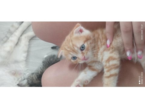 Scottish fold yavru