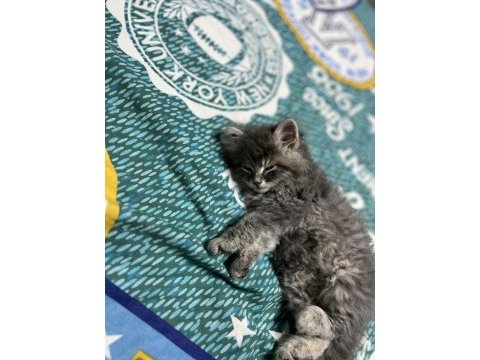 Tüy yumağı british longhair