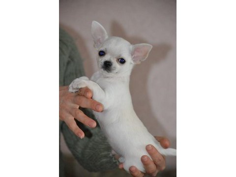 Chihuahua yavruları