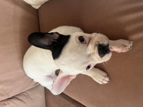 French bulldog yavrusu