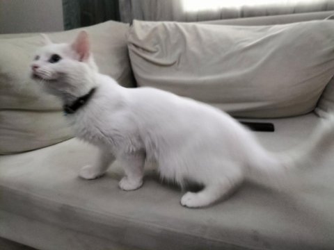 Ankara kedisi