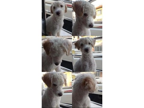Maltipoo 9 aylık