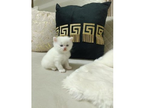 Sevimli british shorthair bebekler