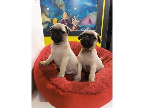 A kalite pug mops yavrularımız