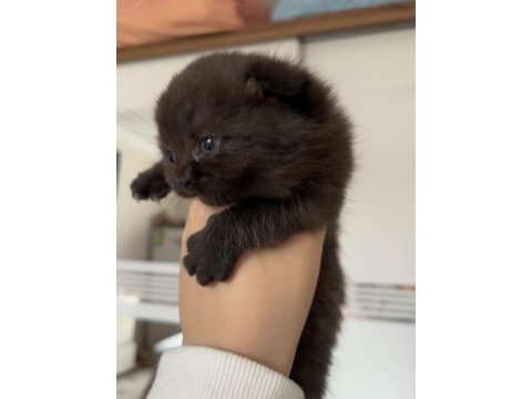 British shorthair chocolate