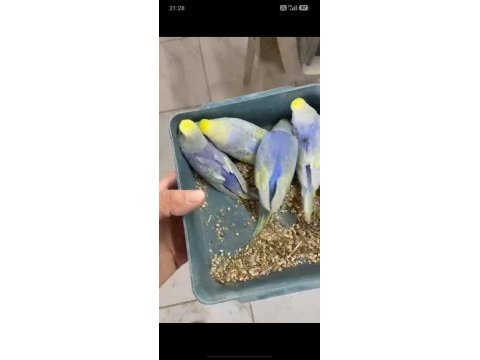 Ele alıştırmalık muhabbet kuşu yavrular