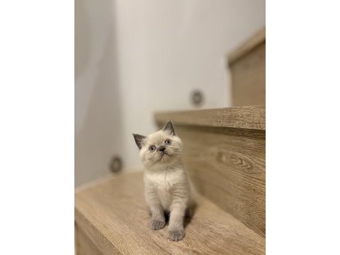Brıtısh shorthair blue point yavrularım 