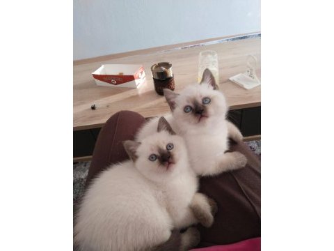 Safkan anne babanın british shorthair yavruları