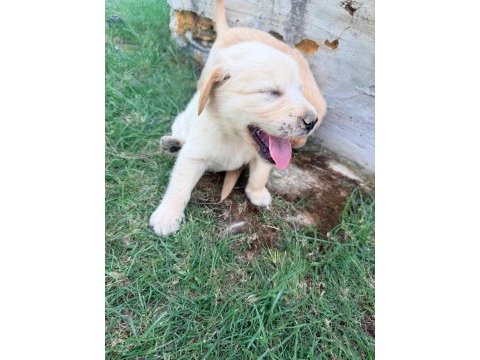 1.5 aylık sağlıklı golden retriever yavrularımız