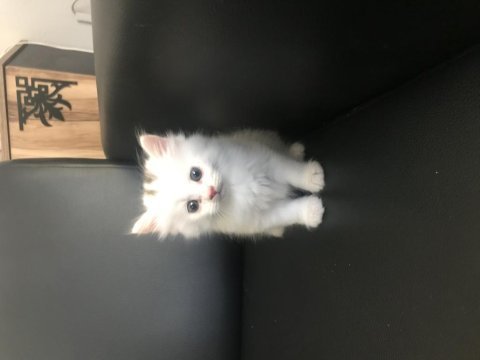 British longhair erkek