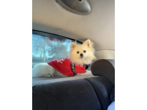 Erkek pomeranian tilki surat 7 aylık