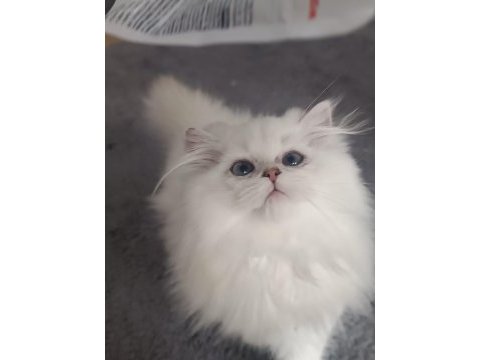 British longhair yavrularımız