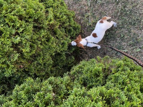 Safkan tr de nadir jack russell 120 günlük erkek
