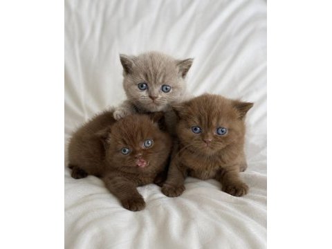 Nadir özel renk chocolate british shorthair yavrular