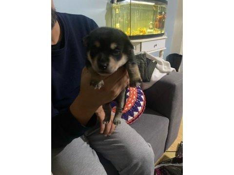 Pinscher yavruları