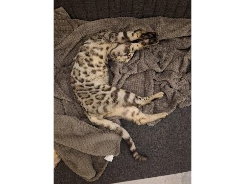 11-12 aylık sağlıklı bengal kedisi