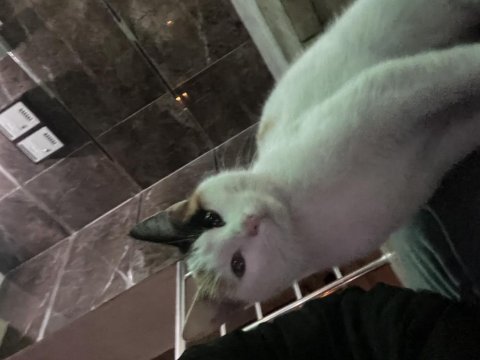 Kedimizi sahiplendirme ilanı kayseri