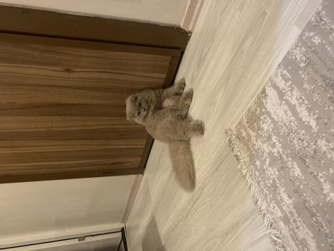 Scottish fold longhair