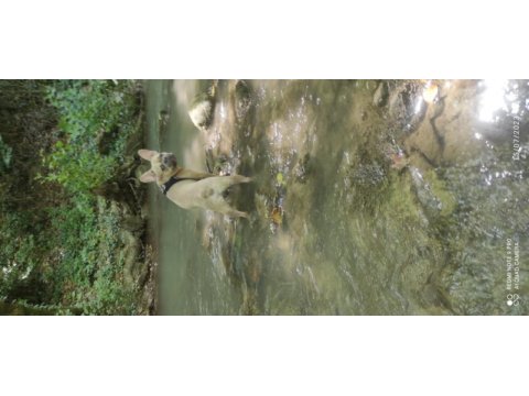 French bulldog sağlık sebeplerinden