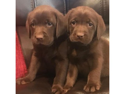 Chocolate labrador retriever yavruları