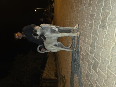 10 aylık erkek kangal dev yavru