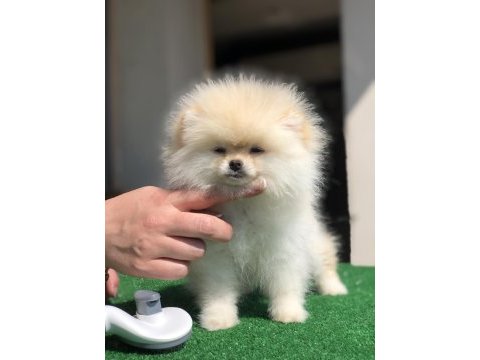 3.5 aylık show kalite dişi pomeranian boo