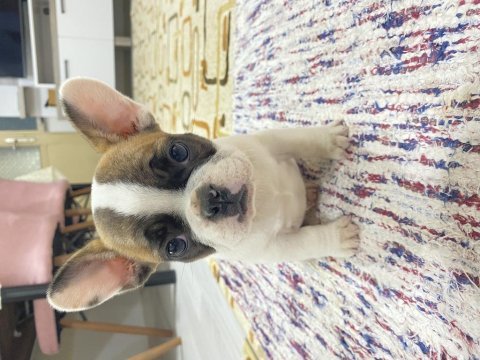 Safkan orjinal french bulldog yavrular
