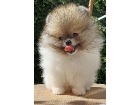 Pomeranian boo garantili yüksek kalite