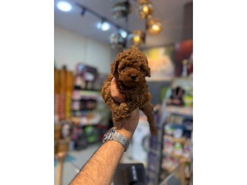 Irk ve sağlık garantili kore toy poodle yavrularımız