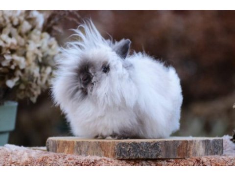 Cüce angora tavşan (teddy dwarf)