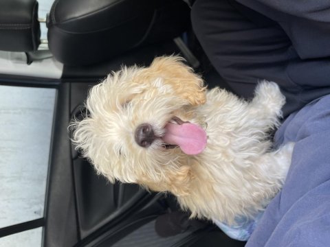 Poodle maltipoo