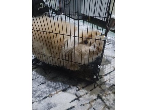 Satılık hollanda lop tavşanı 4 aylık