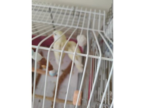 Kremino yavru sevda papağanları