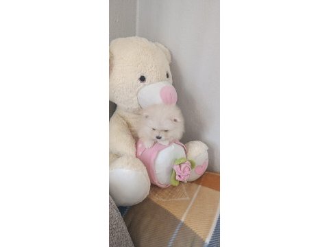 Pomeranian boo erkek ve dişi yavrularımız