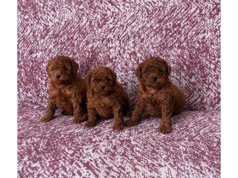 Kore teacup ve toy poodle yavrular