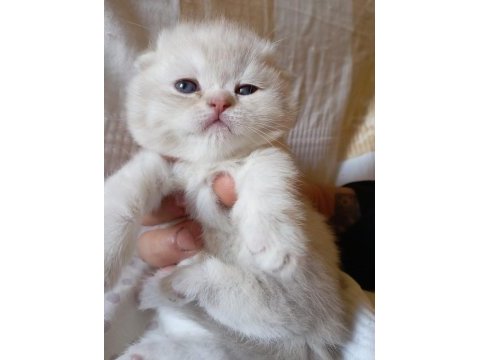 White point brit anne-ay11 scot babadan show kalite yavrular