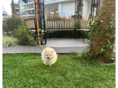 Sevimli pomeranian yavru milky
