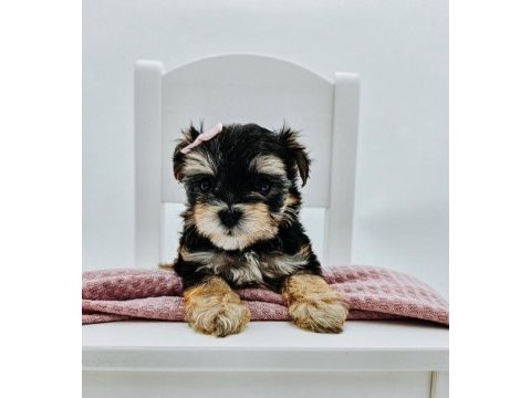 Teacup birbirinden tatlı morkie yavrular
